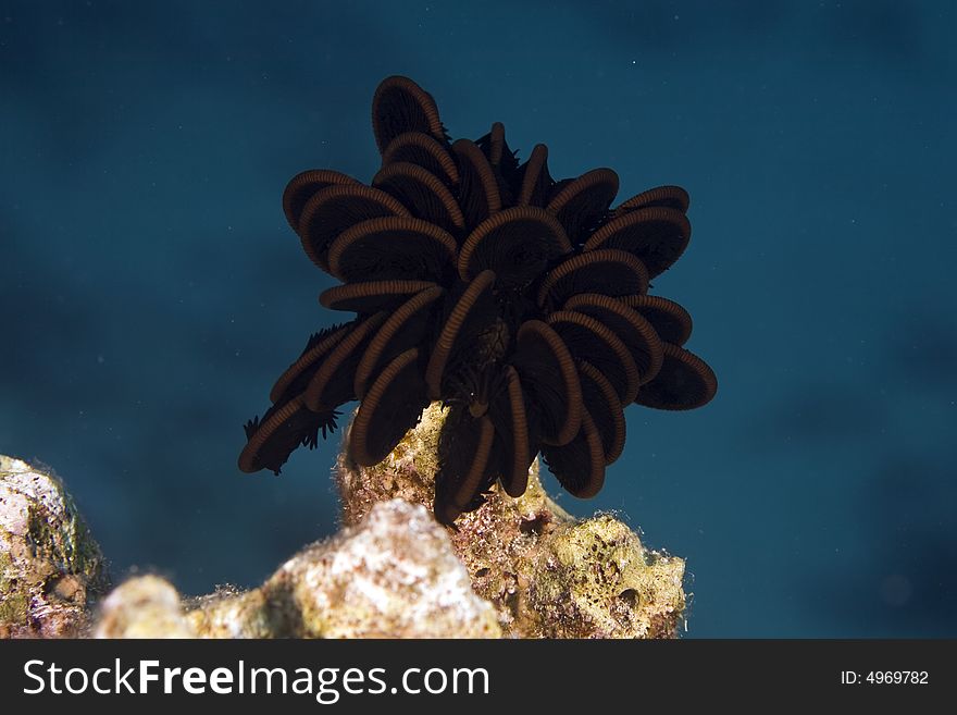 Sawtooth feather star (oligometra serripinna)
 taken at sofitel house reef.