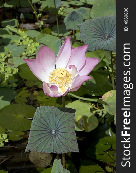 Lily blooming in a lake in Vietnam photographed