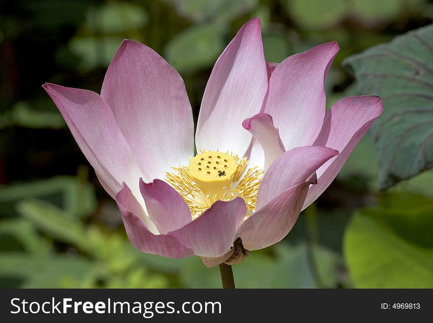 Lily blooming in a lake in Vietnam photographed