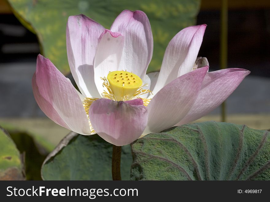 Lily blooming in a lake in Vietnam photographed