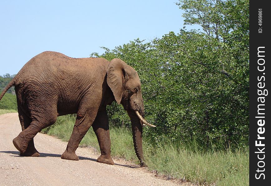 Young elephant bull in the Kruger National Park, Mpumalanga, South Africa.