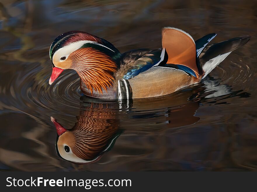 A close photograph of a male mandarin duck, Aix galericulata, with image reflection in the water. A close photograph of a male mandarin duck, Aix galericulata, with image reflection in the water