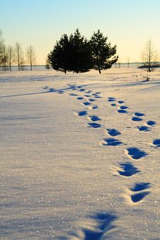 Human Foot Prints In Snow Royalty Free Stock Photography Human Foot Prints In Snow Royalty Free Stock Photography
