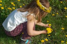 Girl Picking Dandelions Up Stock Photos Girl Picking Dandelions Up Stock Photos