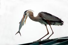 Great Blue Heron Stock Photos