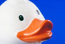 Rubber Duck. Royalty Free Stock Photos