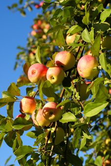 Red Apples And Leaves Royalty Free Stock Photography Red Apples And Leaves Royalty Free Stock Photography