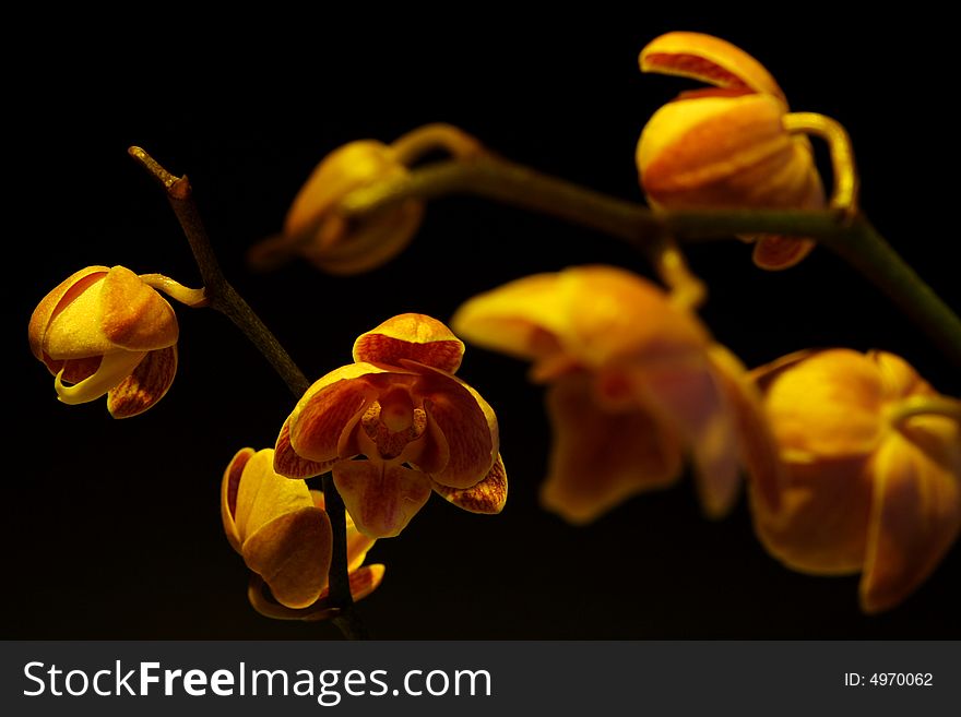 Moth Orchid (Phalaenopsis orchidaceae) dramatic photo on black