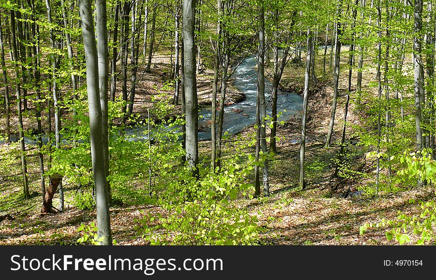 Forest and stream in spring in Hungary. Forest and stream in spring in Hungary
