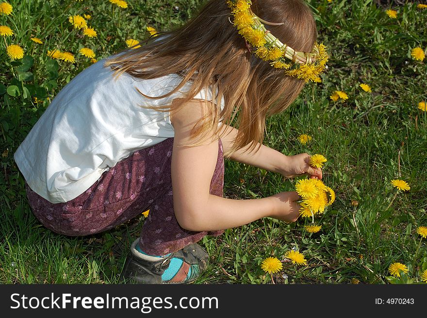 Girl with a dandelion garland on her head picking dandelions up. Girl with a dandelion garland on her head picking dandelions up