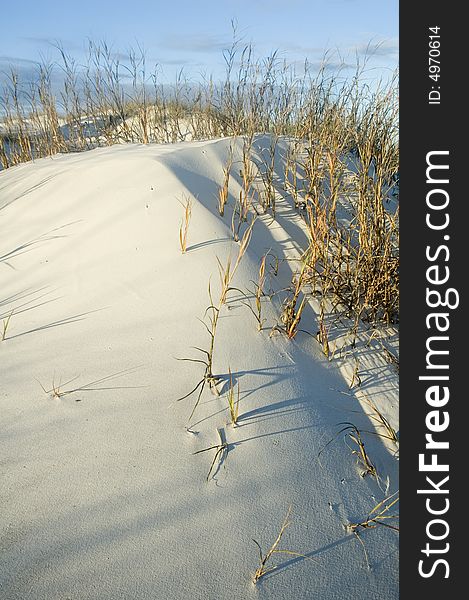 Endangered coastal grassy sand dune