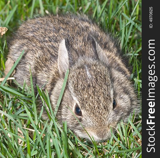 Small baby rabbit lying in green grass. Small baby rabbit lying in green grass