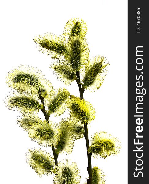 Isolated branch pussy-willow on white background