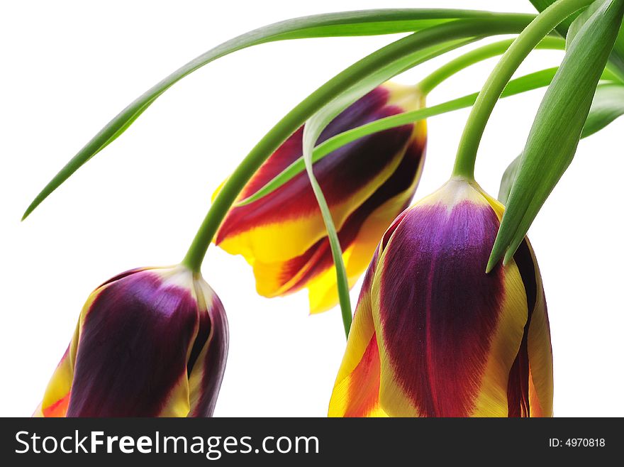 Tulips against a white backgound