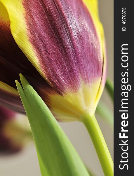 Detail of tulip isolated on background