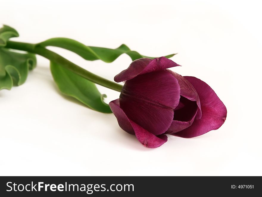 One violet tulips isolated on white background