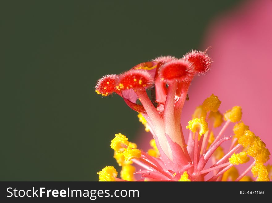 Hibiscus Rosa-sinensis