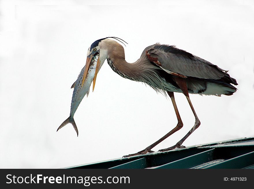 Photographed Great Blue Heron on fishing pier in Florida.