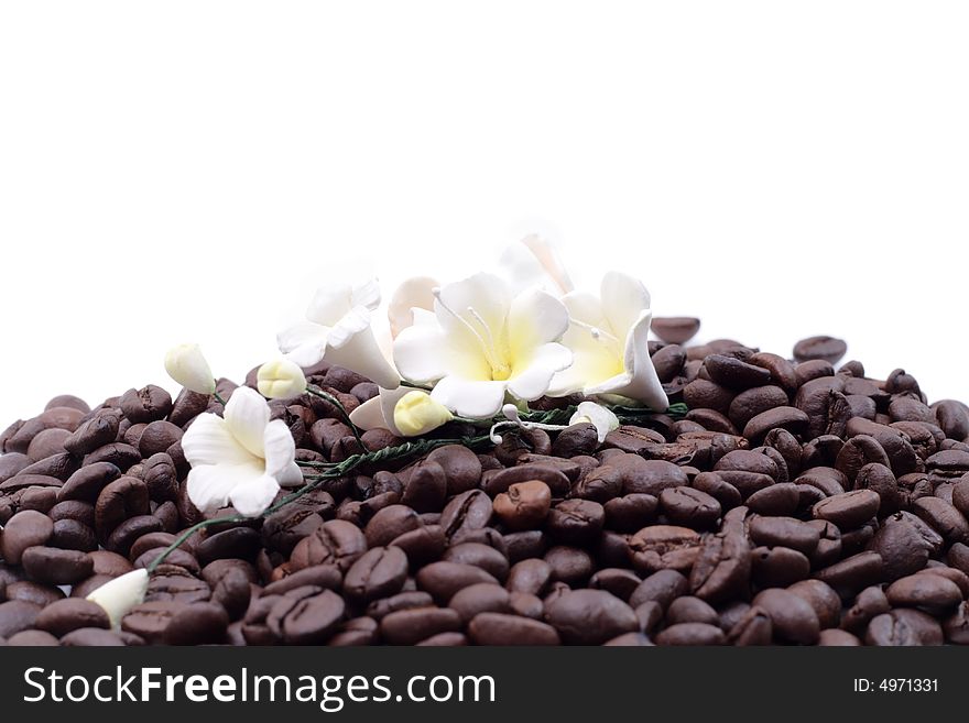 Cofee Seed