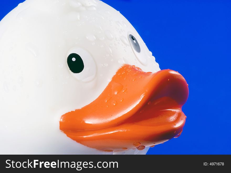 Rubber duck isolated on a blue background. Rubber duck isolated on a blue background.