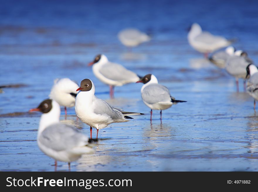 A group of seagulls standing on a sand near water