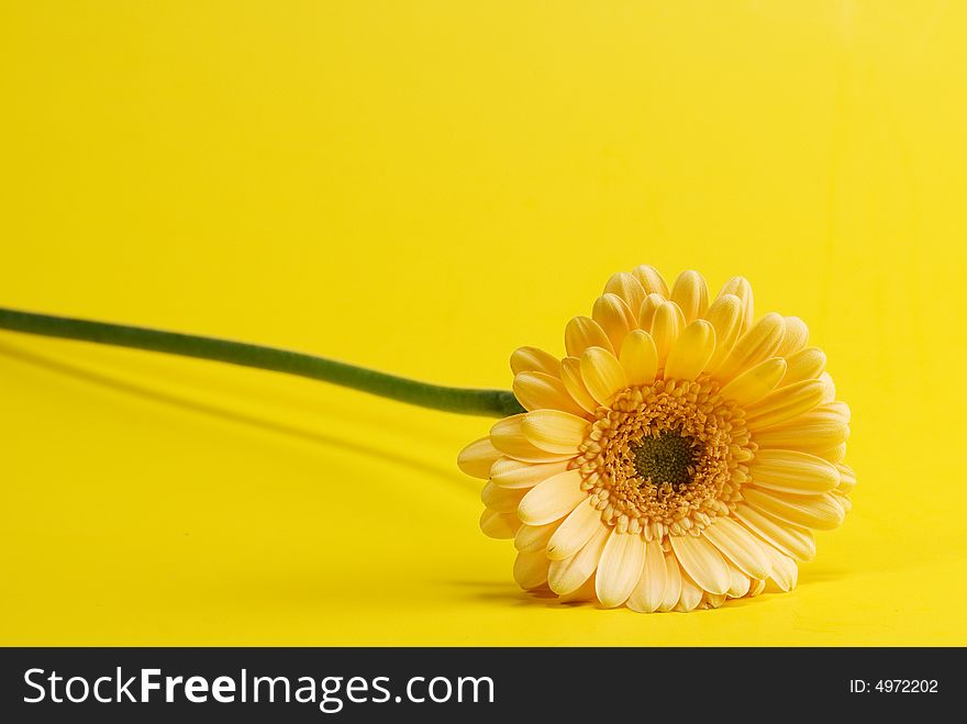 Yellow flower isolated on yellow background. Yellow flower isolated on yellow background