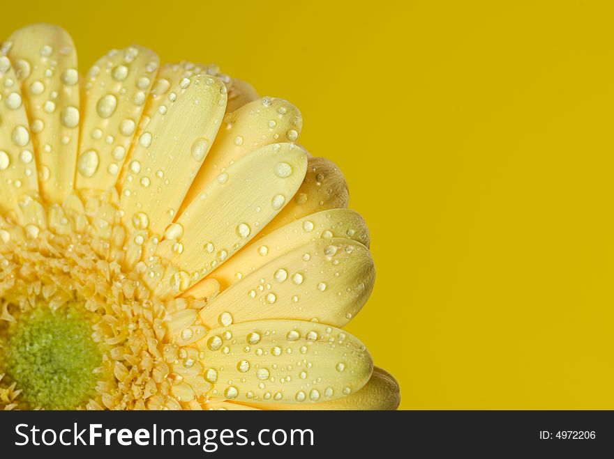 Yellow flower isolated on yellow background. Yellow flower isolated on yellow background