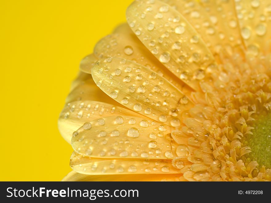 Yellow flower isolated on yellow background. Yellow flower isolated on yellow background