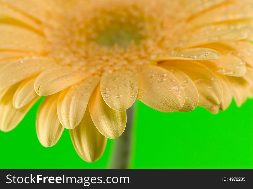 Yellow gerbera close up