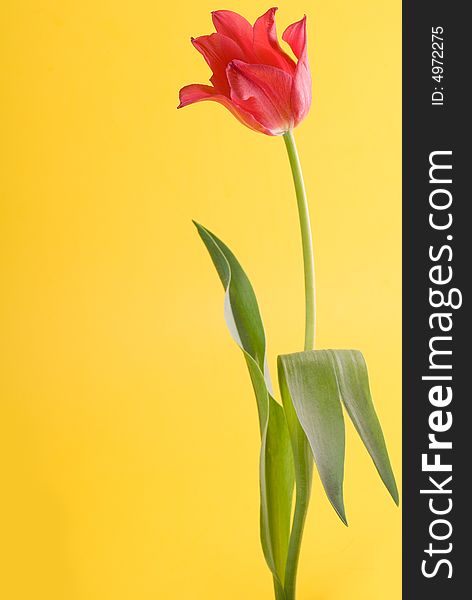 Red tulip on yellow background. Red tulip on yellow background