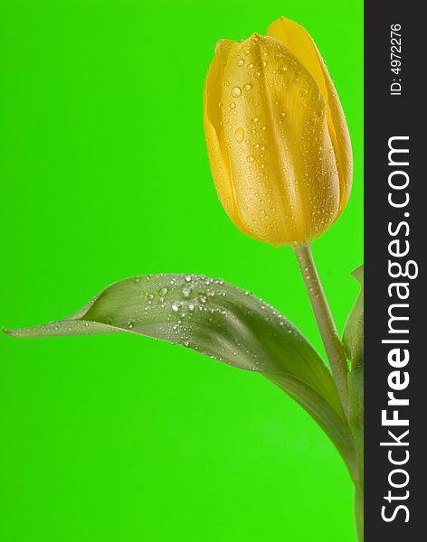 Yellow tulip on green background. Yellow tulip on green background