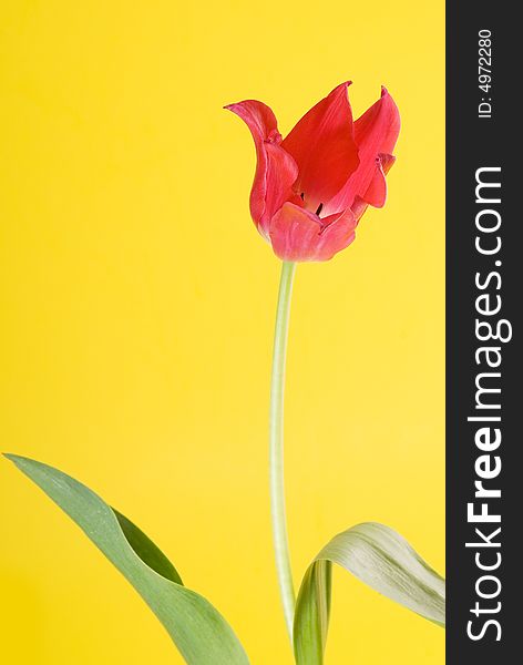 Red tulip on yellow background. Red tulip on yellow background