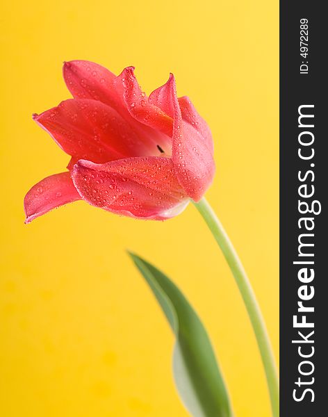 Red tulip on yellow background. Red tulip on yellow background
