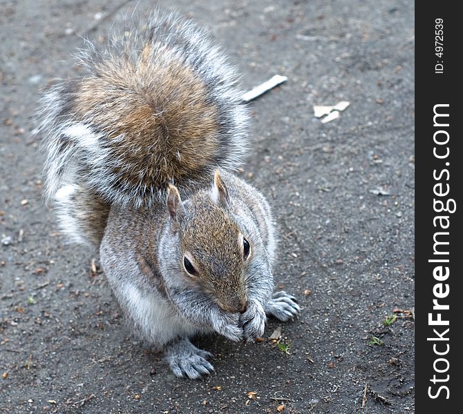 Close-up photo of gray squirrel eating food. Close-up photo of gray squirrel eating food