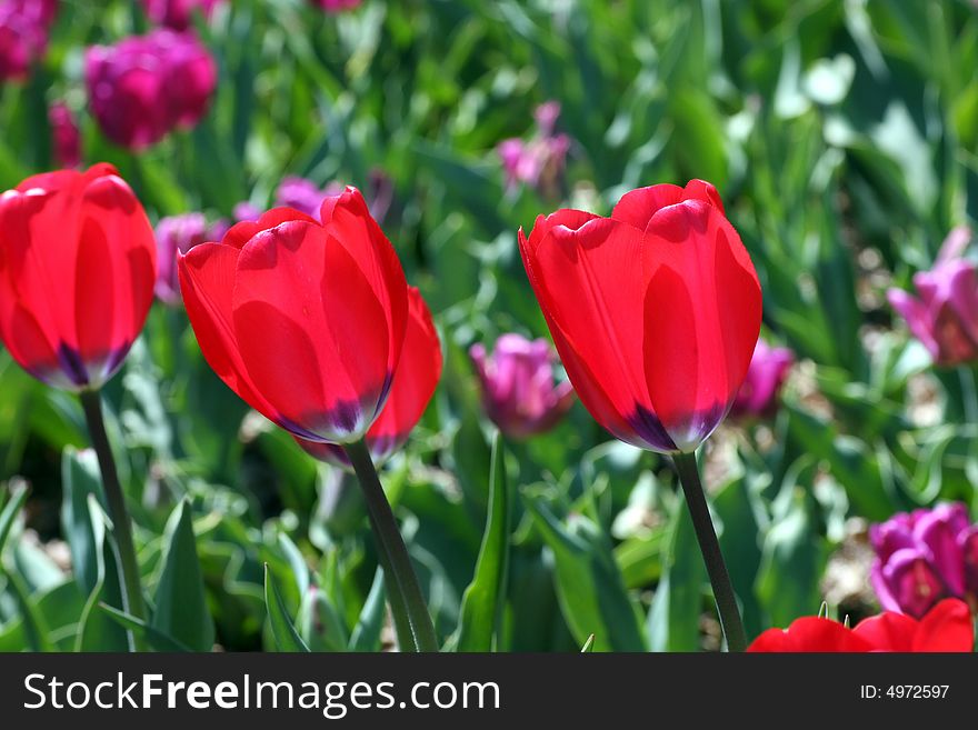 Tulips in a Garden in Spring