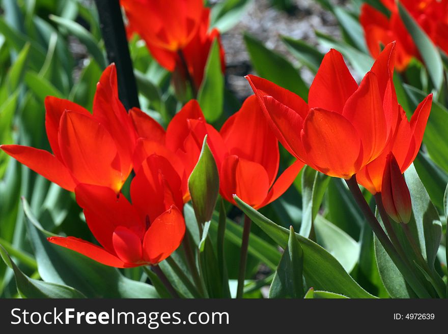 Tulips in a Garden in Spring