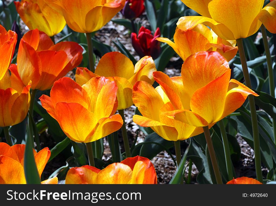 Tulips in a Garden in Spring