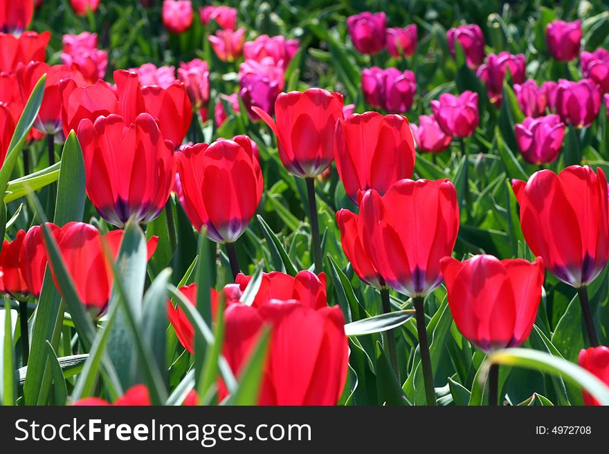 Tulips in a Garden in Spring