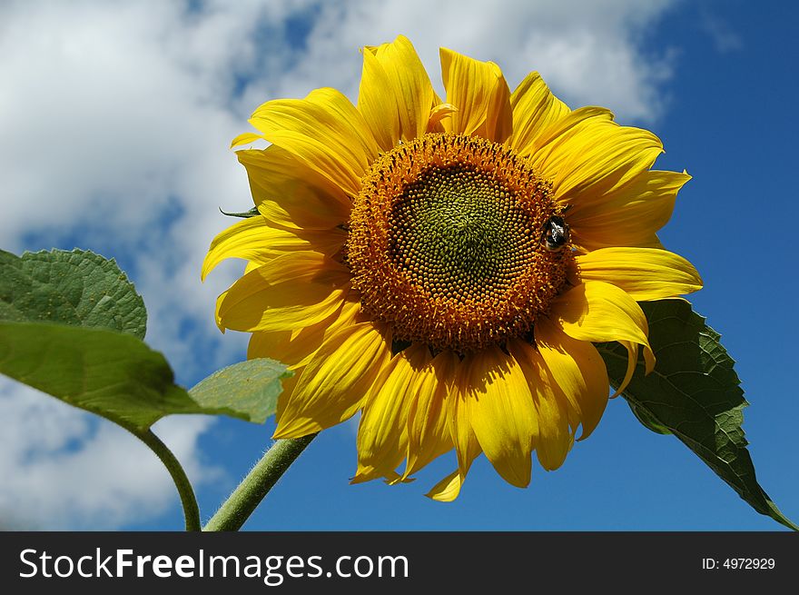 Closeup of a yellow sunflower against blue sky. Closeup of a yellow sunflower against blue sky.