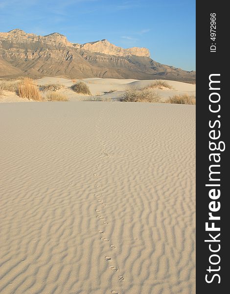 Gypsum sand dunes with tracks leading towards El Capitan in the Background - Guadalupe Mountains National Park. Gypsum sand dunes with tracks leading towards El Capitan in the Background - Guadalupe Mountains National Park