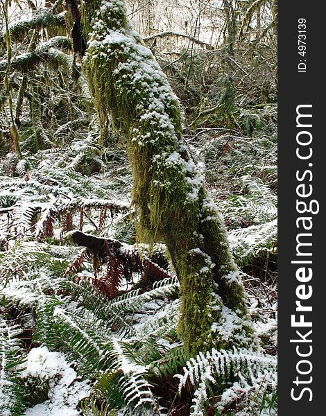 Forest scene after a winter snow - Silver Falls State Park. Forest scene after a winter snow - Silver Falls State Park