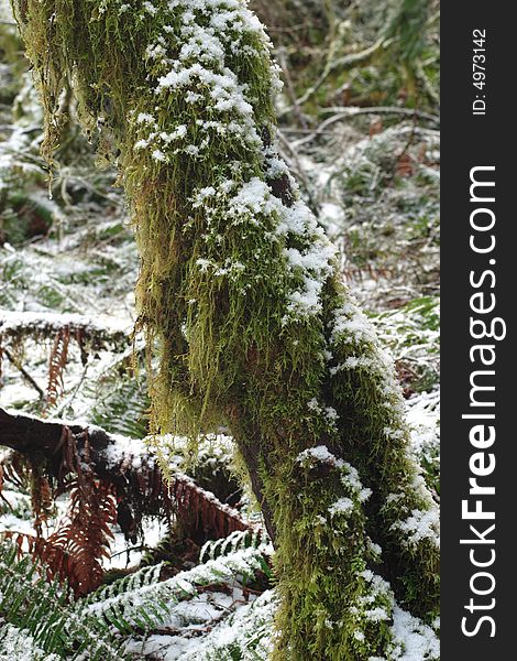 Forest scene after a winter snow - Silver Falls State Park. Forest scene after a winter snow - Silver Falls State Park