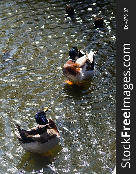 2 ducks on the shallow river are frantically try to scratch themselves. 2 ducks on the shallow river are frantically try to scratch themselves.
