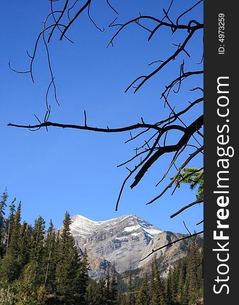 Silhouette of dead branches against background of healthy forest and mountain scenery. Silhouette of dead branches against background of healthy forest and mountain scenery