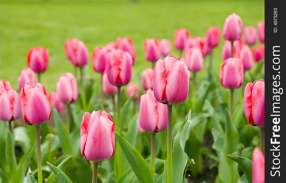 Fresh pink tulips in a field with green grass. Fresh pink tulips in a field with green grass