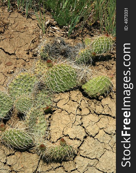 Cactus growing in the parched and arid badlands