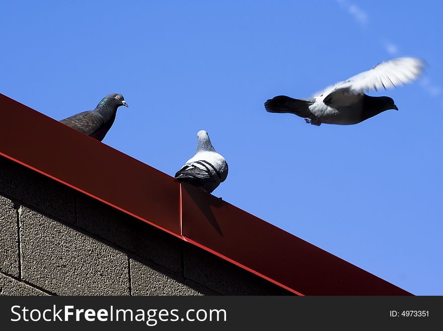Doves on the roof with blue sky