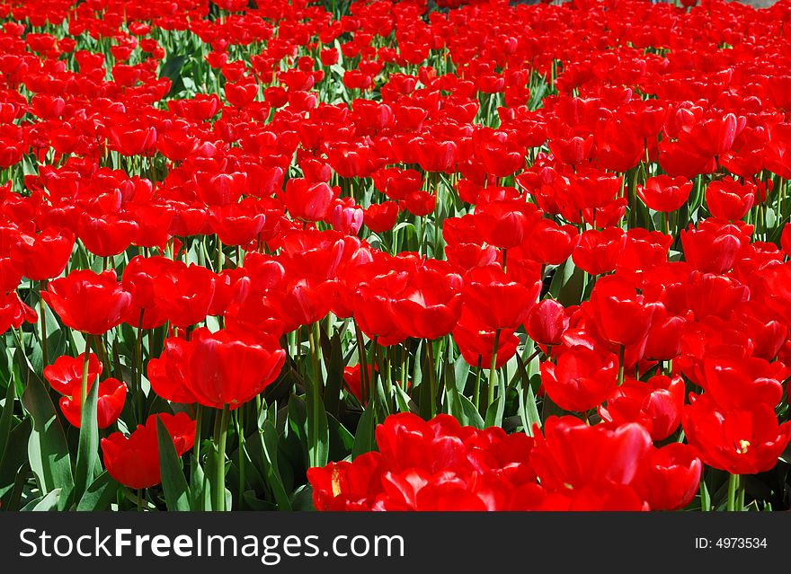 Beautiful red tulips abstract background. Beautiful red tulips abstract background