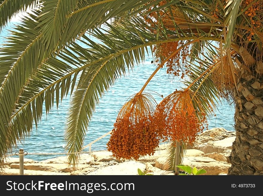Palm tree,its fruit and sea.