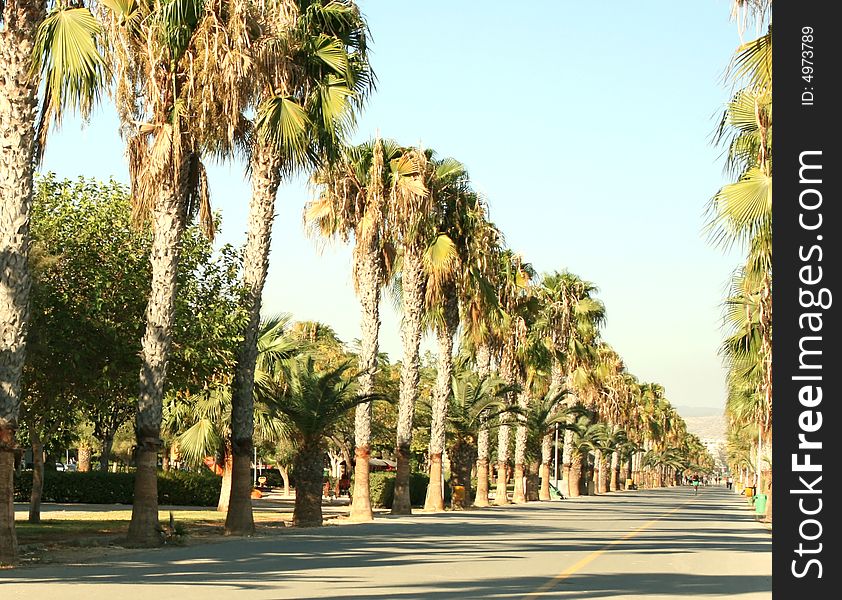 Palm alley in tropical city seaside park.